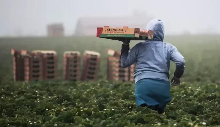 أفضل الدول الأوروبية للعمل في الفلاحة في أوروبا للمهاجرين الجدد